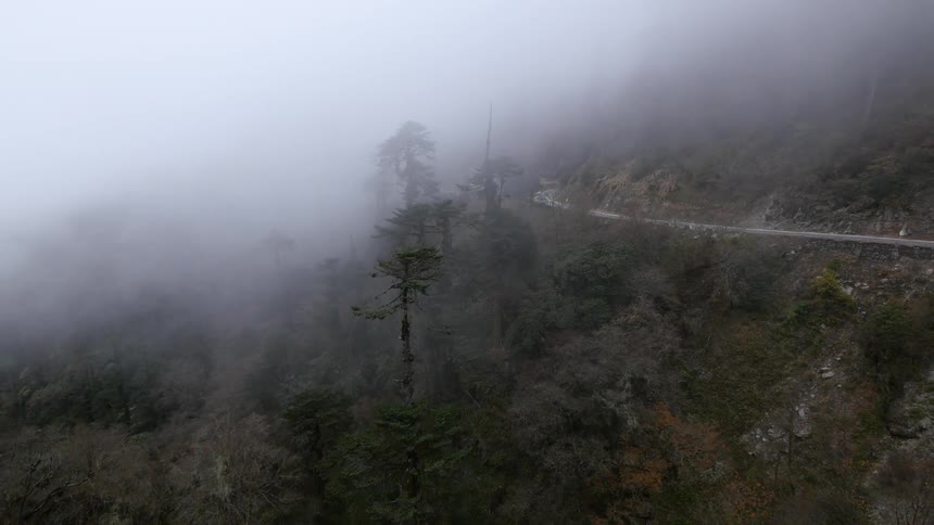 A fog covered forest