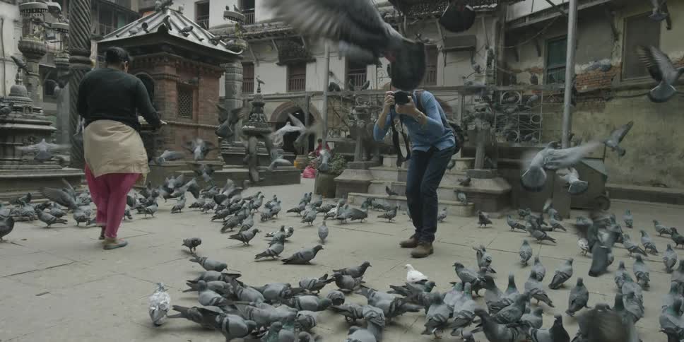 A person is photographing pigeons