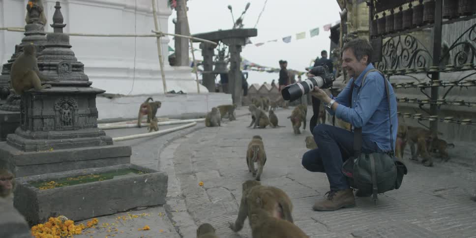 A man is photographing monkeys walking around him