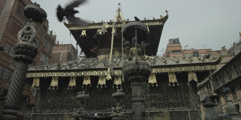 Birds fly all around a building