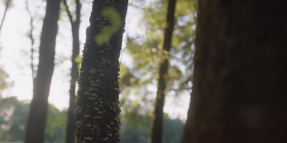 The tree is covered in fungus