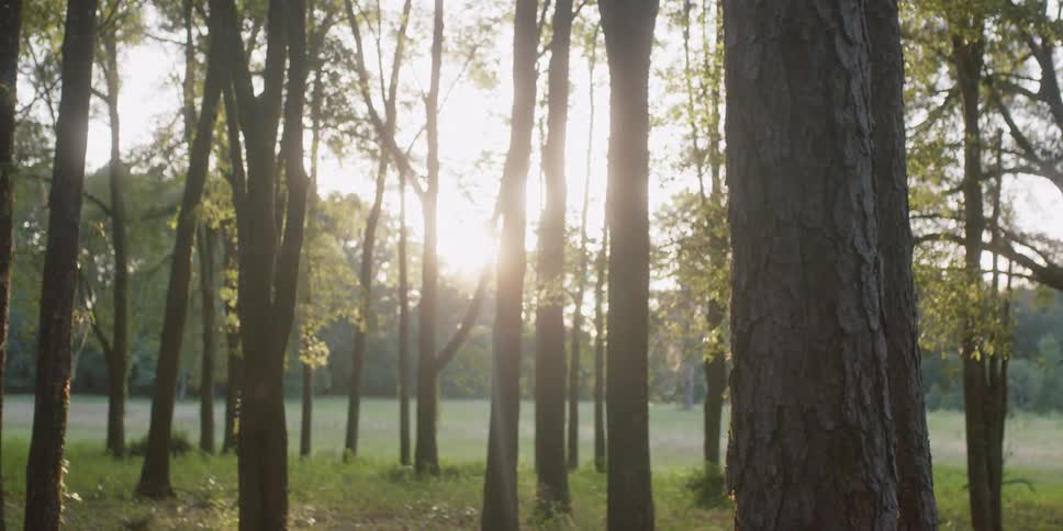 Sun shines over trees in woods across field and into area with more spread out trees