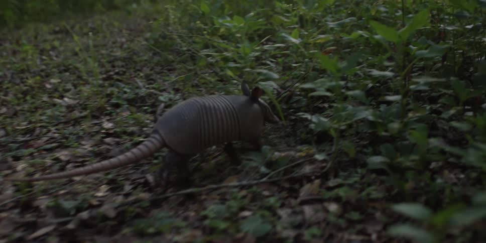 An armadillo runs into taller leafy plants in the woods