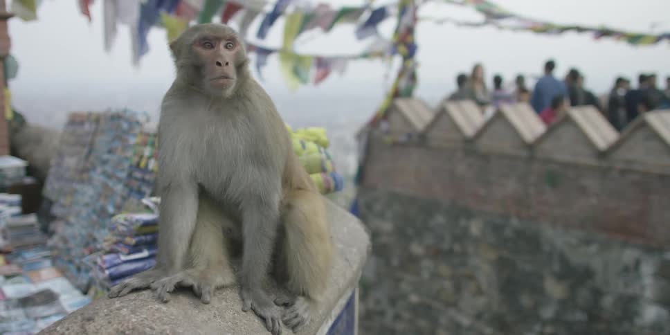 A white monkey sits on a building