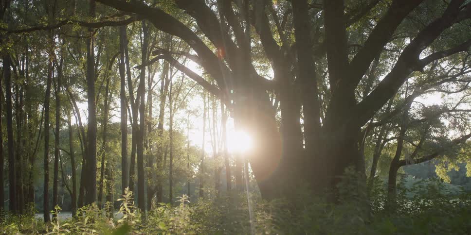 Sunlight shines through the branches of a large tree in a woodland during the day