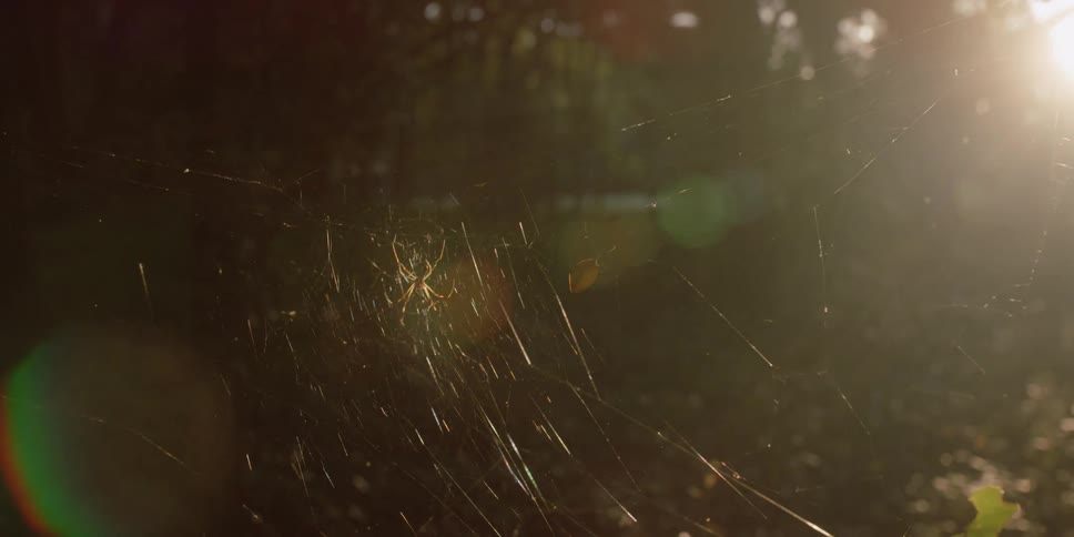 A spider sits on a large web built between trees
