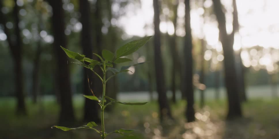 A small sapling of a plant with a few leaves on it is located near a grove of trees