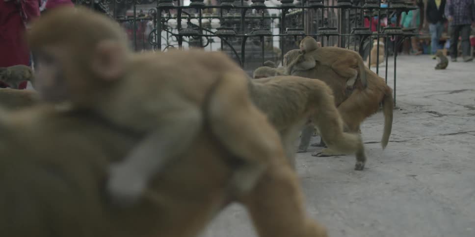 A large group of monkeys walk among a crowd of people