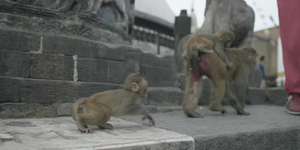 Several primates walk next to statues