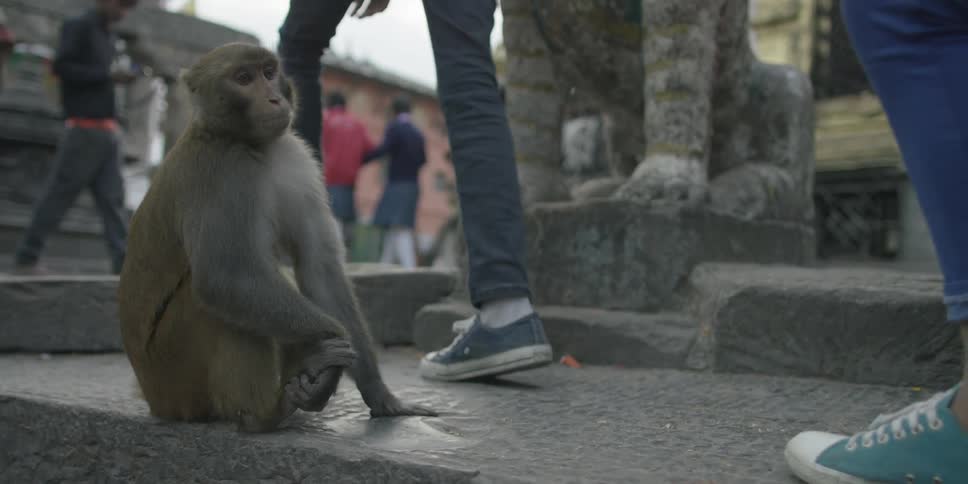 A monkey looks at people walking by downtown