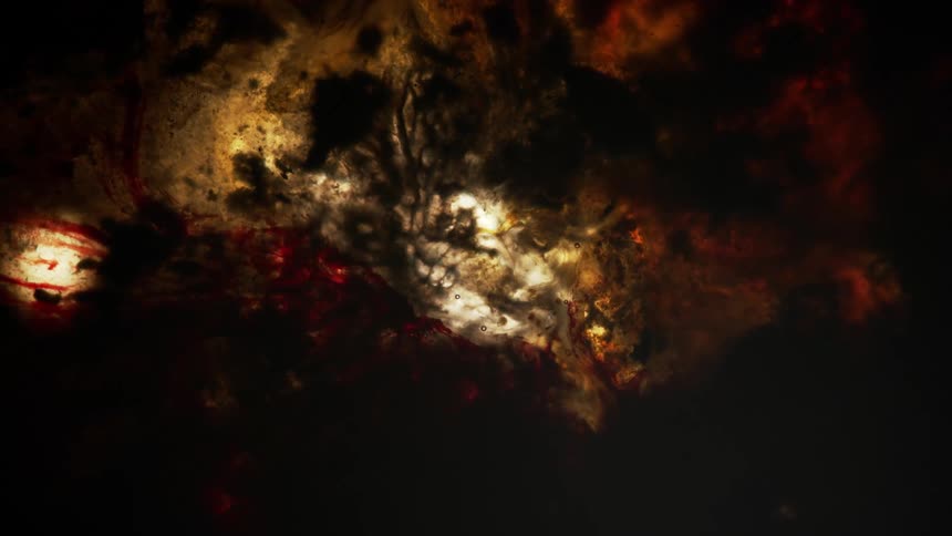 Abstract flowing blobs of dark backlit ink floating on water