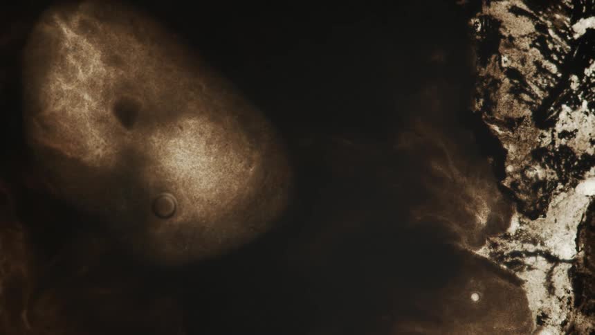 Browns whites and black liquids form flowing texture with bubble at core
