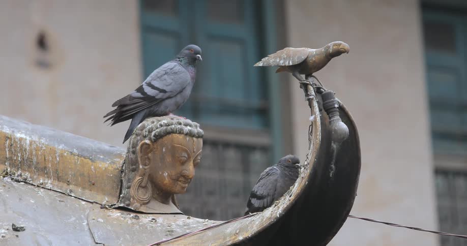 Birds are perched on the ledge of a building