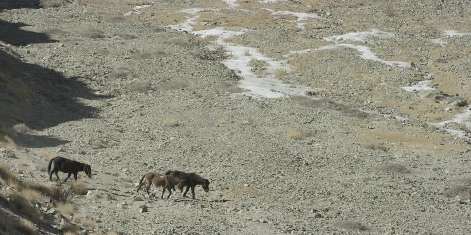 Three horses walking across some barren land