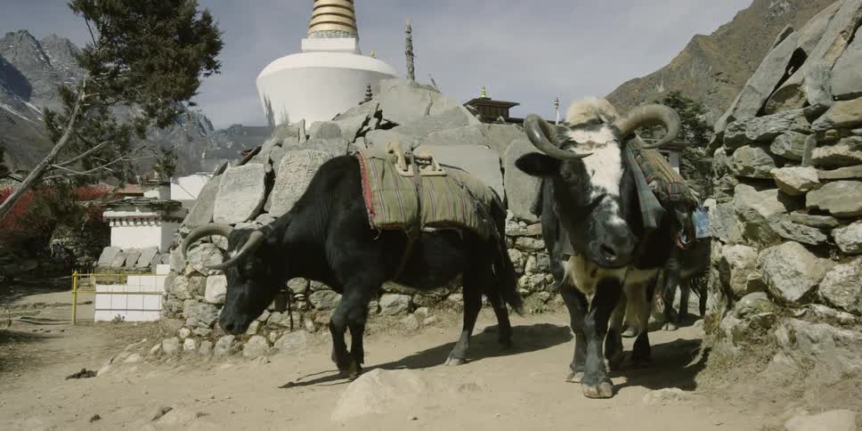 Several cows walk down a dirt path