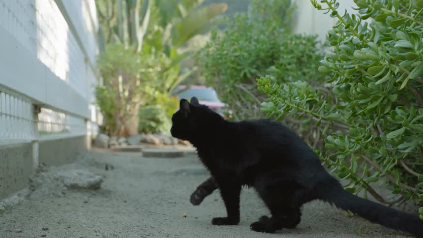 A black cat gingerly walks along a dirt path located between two buildings