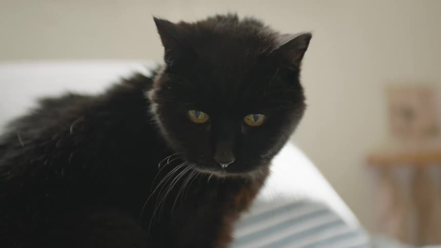 A cat is sitting on a bed in a sunny bedroom