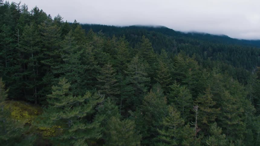 A large and sprawling forests covers the mountain terrain on a cloudy day