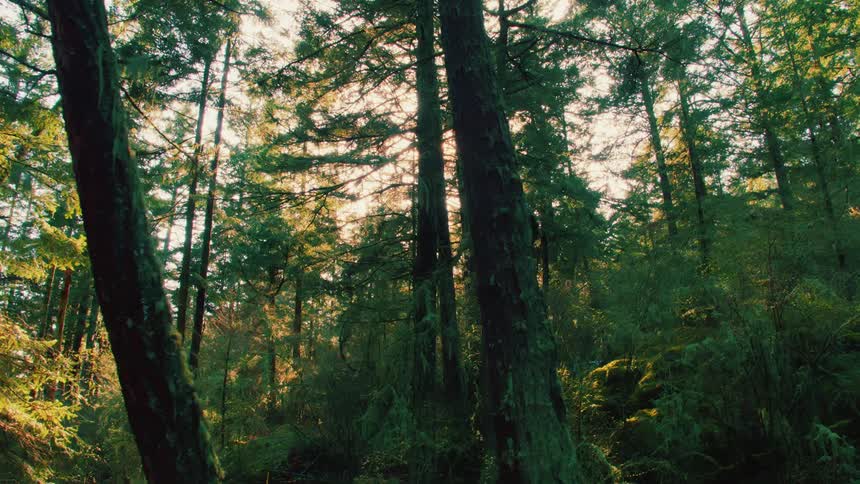 Sun shines through forest causing colorful sun spots
