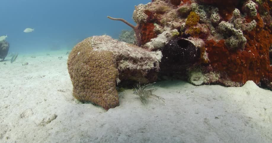 Juvenile Lionfish in coral reef