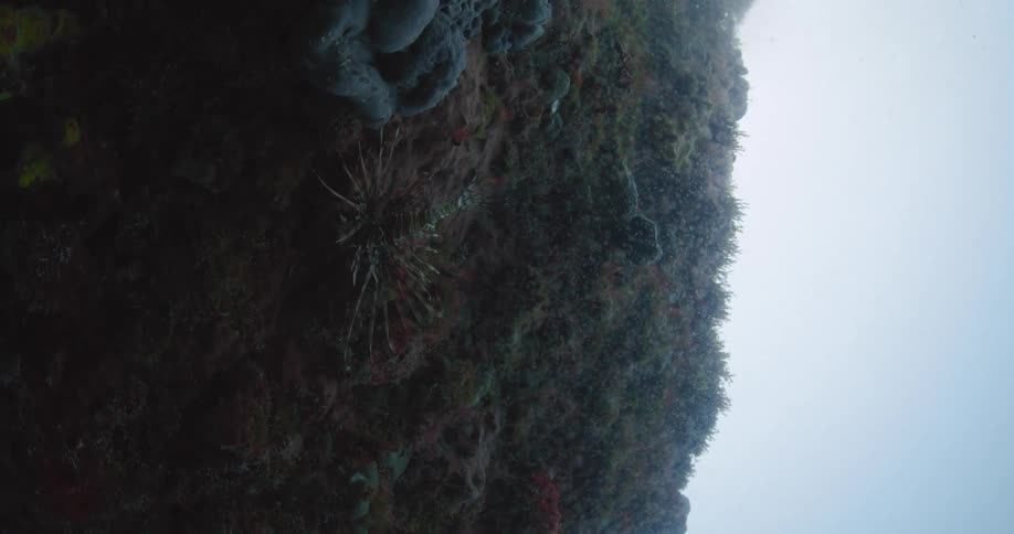 Red Lionfish on the Edge of a blue hole