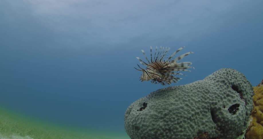A fish swims near the sea floor during the day