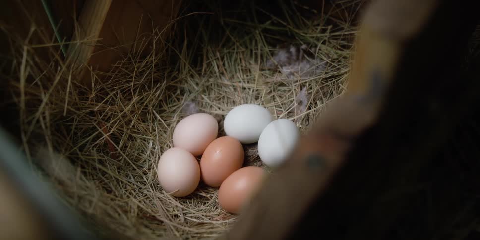 Fresh eggs in a nest in a chicken coop
