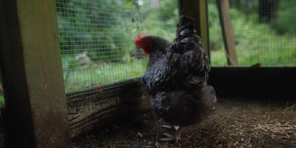 Rooster paces inside a pen near the trees