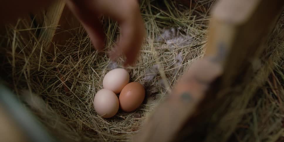 A hand picking up brown and white eggs from a small enclosure with hay