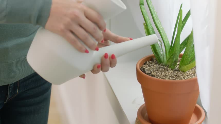 A woman waters a small aloe plant on her window ledge