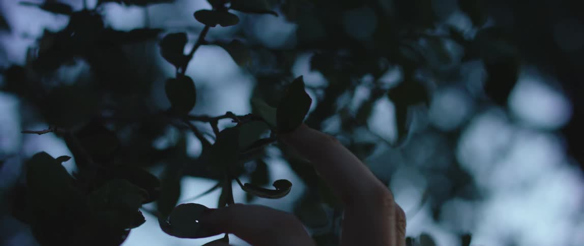 Hand with flat ring reaches up to touch leaves on tree branch