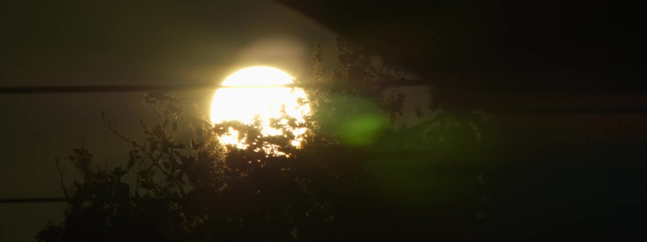 The silhouette of leaves and branches blowing in the wind against a glowing sphere