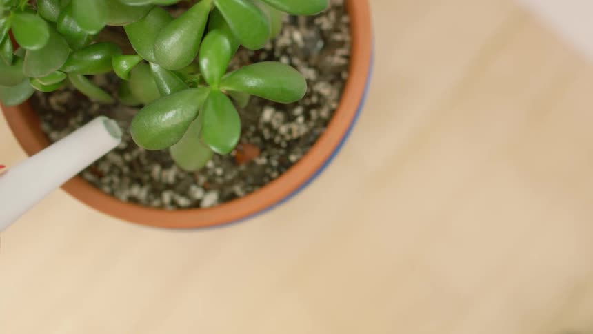 A plant is being watered on the table