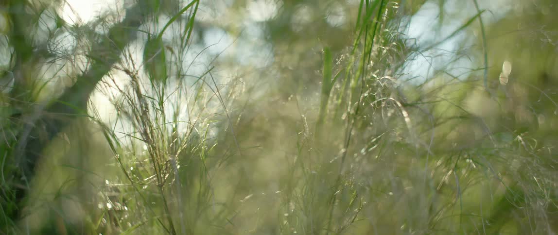 A bunch of grassy plants sway in the wind on a sunny day