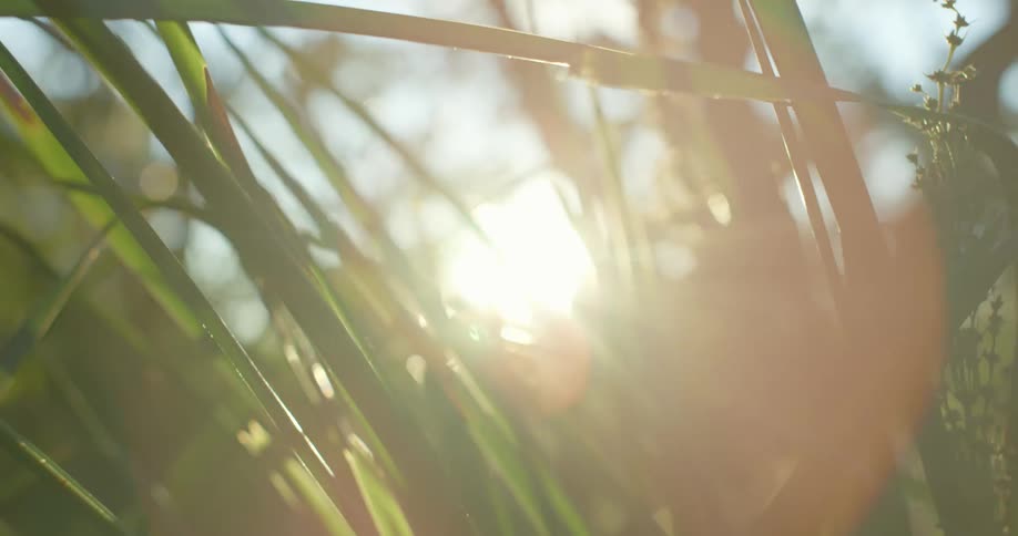 Sun shines through blades of grass forming colorful spots of glare