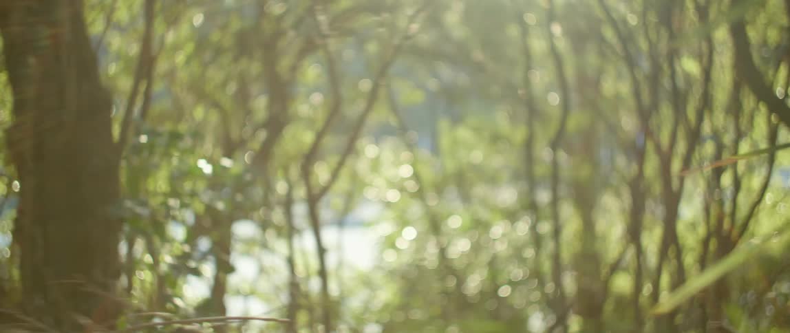 Sunlight shines onto the vegetation of a forest