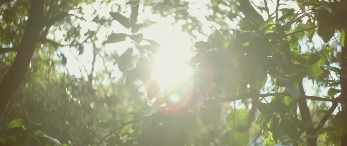 Leaves on branch flutter in wave as sun shines through tree tops