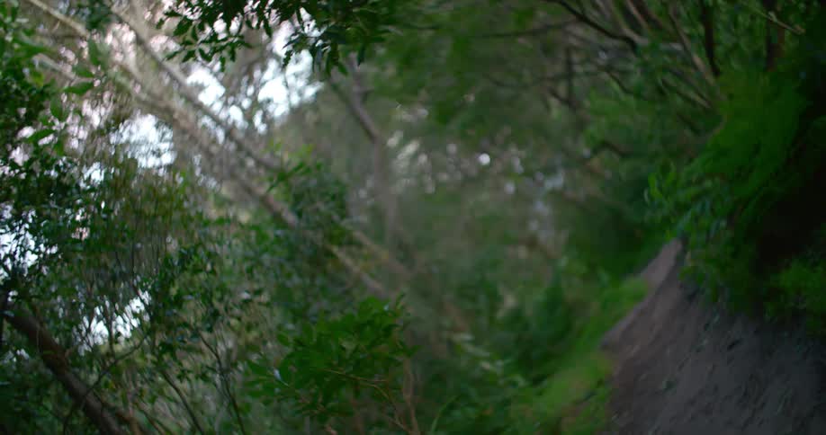 A small trail runs through the forest