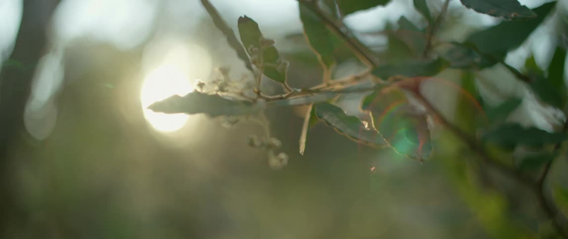 Strong wind blows through leaves on a branch