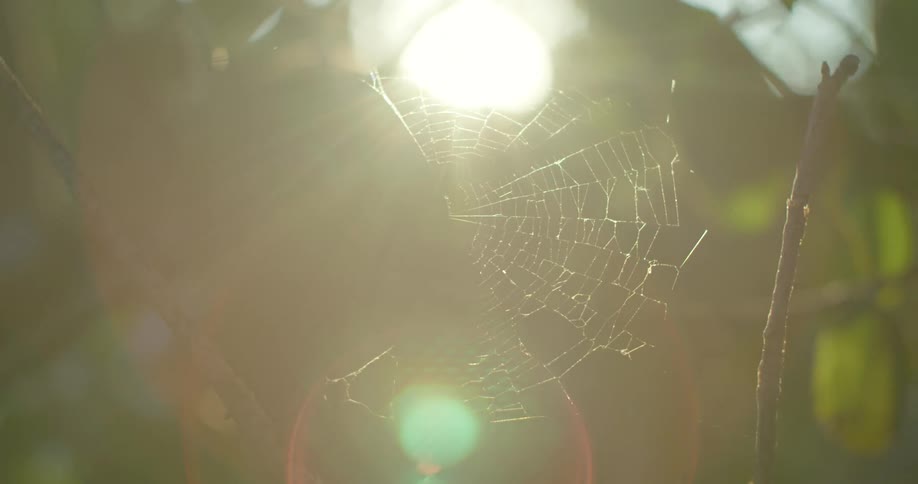 Sunlight glowing through a spiderweb suspended on the branches of a tree at sunset