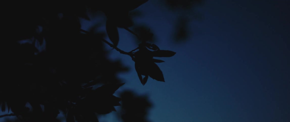 Leaves sit in clumps on tree branches silhouetted against clear blue sky at night