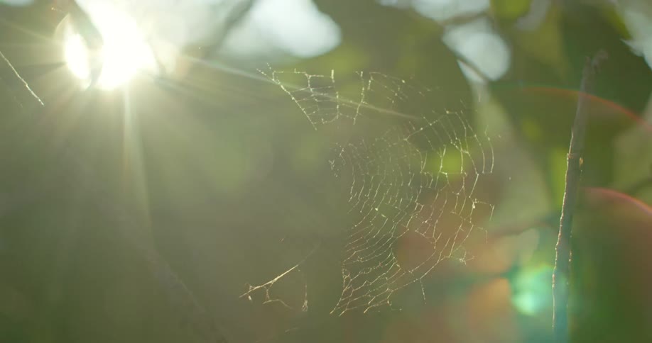 A spider web grows between branches on a tree