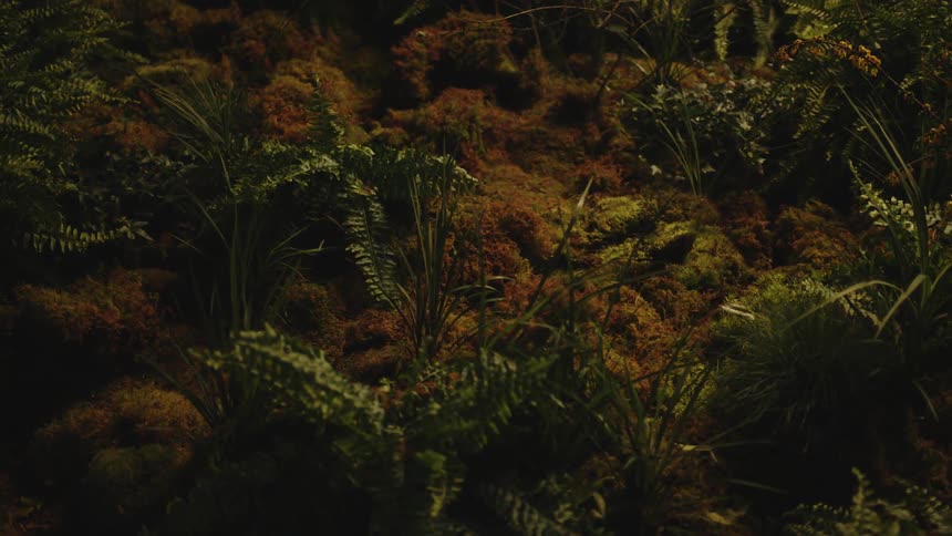 Moss and grass growing in the bushes at sunset