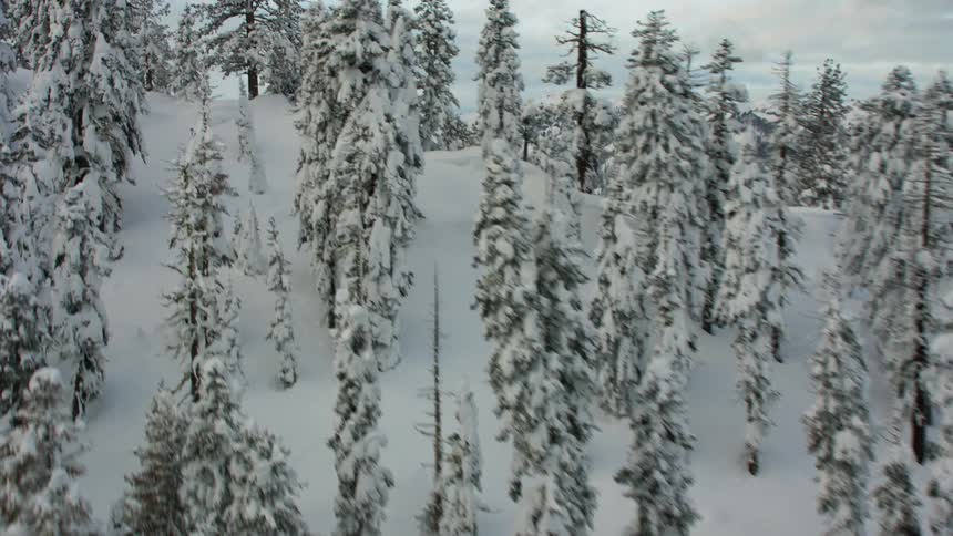 Forest of snow covered pine trees and snow covered mountains in the distance