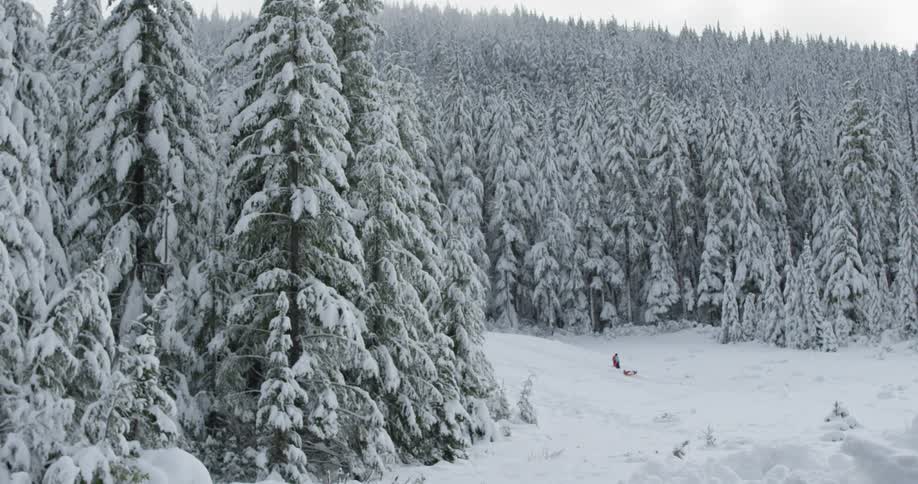 Trees covered in snow