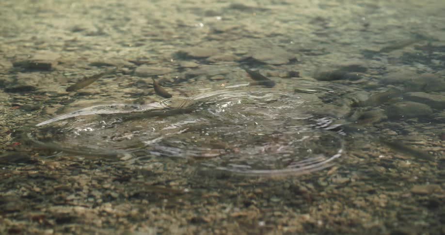 Fish are swimming in a river during the day