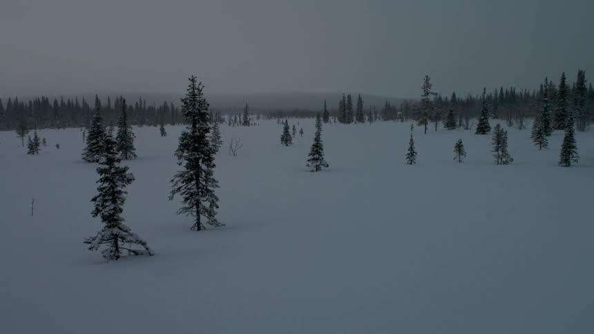 Aerial view flying over a snow-covered landscape with pine trees