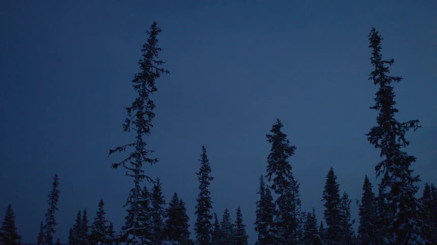 A forest at night