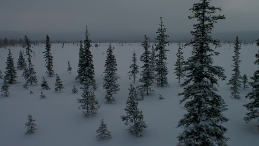 A snowy forest turns into a snow covered plain