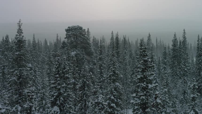 Snow falls on already snow covered trees on a winter day